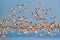 Lesser Flamingo, Phoeniconaias minor, flock of pink bird in the blue water. Wildlife scene from wild nature. Flock of flamingos