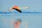 Lesser Flamingo, Phoeniconaias minor, flock of pink bird in the blue water. Wildlife scene from wild nature. Flock of flamingos