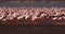 Lesser Flamingo, phoenicopterus minor, Colony at Bogoria Lake in Kenya,