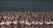 Lesser Flamingo, phoenicopterus minor, Colony at Bogoria Lake in Kenya,