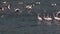 Lesser Flamingo, phoenicopterus minor, Group moving in Water, Some in Flight, Colony at Bogoria Lake in Kenya,