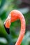 Lesser flamingo or pink flamingo Headshot. Animal portrait