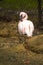 Lesser Flamingo preens on the bank of a pond.