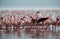 Lesser Flamingo raising its wings