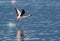 Lesser Flamingo running to fly, Lake bagoria, Kenya