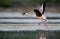 Lesser Flamingo running to fly, Lake Bogoria