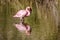 Lesser flamingo standing in the water