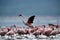 Lesser Flamingo taking flight  Bogoria Lake