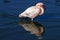 Lesser flamingo wading in the water