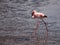 Lesser flamingo walks in shallow water