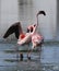 Lesser Flamingoes Love