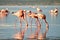 The lesser flamingoes Phoenicopterus minor at lake Nakuru, Kenya