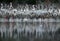 Lesser Flamingos and dramatic reflection, lakr Bogoria