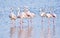 Lesser Flamingos feeding