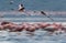 Lesser Flamingos flying