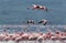 Lesser Flamingos flying, a panning shot, lake Bogoria