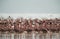 Lesser Flamingos and a greater flamingo at Lake Bagoria