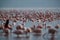 Lesser Flamingos at Lake Bagoria