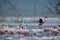 Lesser Flamingos, Lake Bagoria