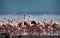 Lesser Flamingos  Lake Bogoria