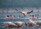 Lesser Flamingos landing at Lake Bogoria