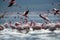 Lesser Flamingos landing at Lake Bogoria, Kenya