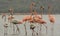 Lesser flamingos Phoenicoparrus minor bird group