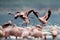 Lesser Flamingos running to fly