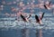 Lesser Flamingos running to fly