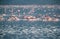 Lesser Flamingos wading at Lake Bogoria