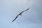 Lesser frigatebird flying in the sky