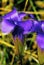 Lesser Fringed Gentian  35015