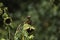 A lesser gold finch in a garden feeding on a sunflower