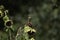 A lesser gold finch in a garden feeding on a sunflower