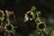 A lesser gold finch in a garden feeding on a sunflower