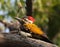 Lesser golden backed woodpecker