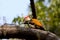 Lesser golden backed woodpecker
