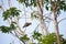 Lesser golden-backed woodpecker, Kerala