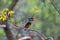 Lesser Goldenback Woodpecker or Black-rumped Flameback Woodpecker