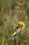 Lesser Goldfinch, Carduelis psaltria