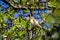 Lesser goldfinch fledgling resting in an oak tree