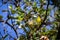 Lesser goldfinch fledglings getting fed in an oak tree