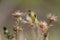 Lesser goldfinch foraging in a field of flowers on a hot summer day in Santa Cruz California.