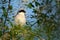 Lesser Gray Shrike Lanius minor perched on a acacia branch