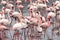 Lesser and Greater Flamingoes