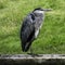 Lesser Grey Heron at the side of a UK canal