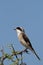 Lesser Grey Shrike