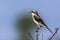 Lesser Grey Shrike in Kruger National park, South Africa