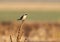 The lesser grey shrike Lanius minor sits on a branch