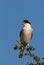 Lesser Grey Shrike perched on twig